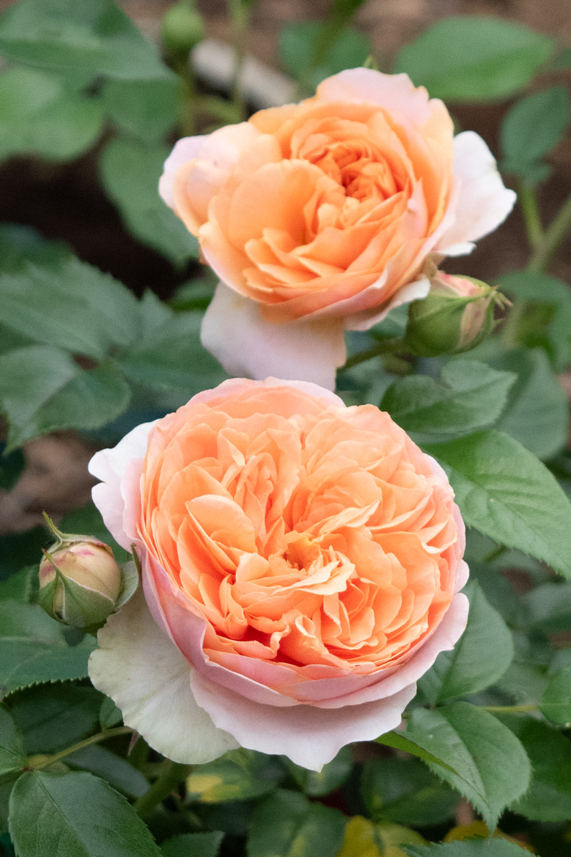薔薇苗 チッペンデール｜バラ苗の通販の篠宮バラ園