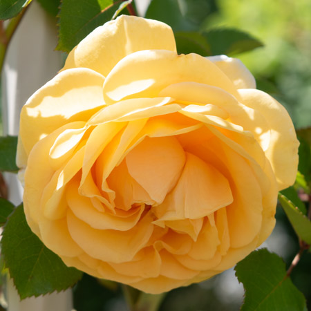 薔薇　3号 複色 | 篠宮バラ園