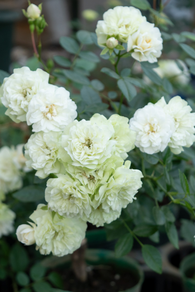 グリーン アイス ｜バラ苗の通販の篠宮バラ園