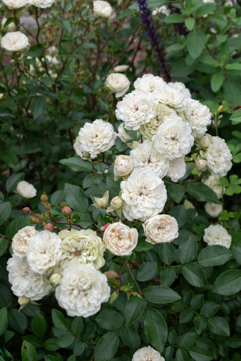 グリーン アイス ｜バラ苗の通販の篠宮バラ園