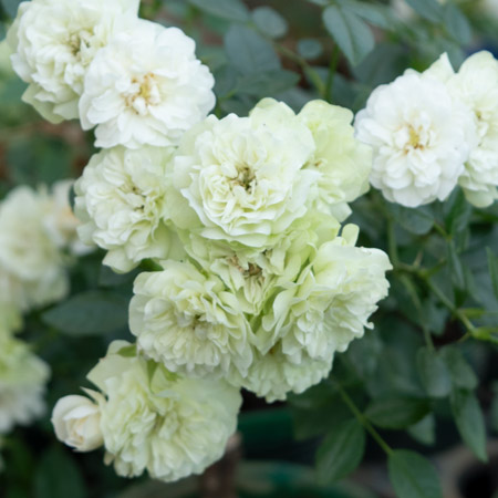 ミニチュア系(MIni) | バラ苗のネット通販の篠宮バラ園