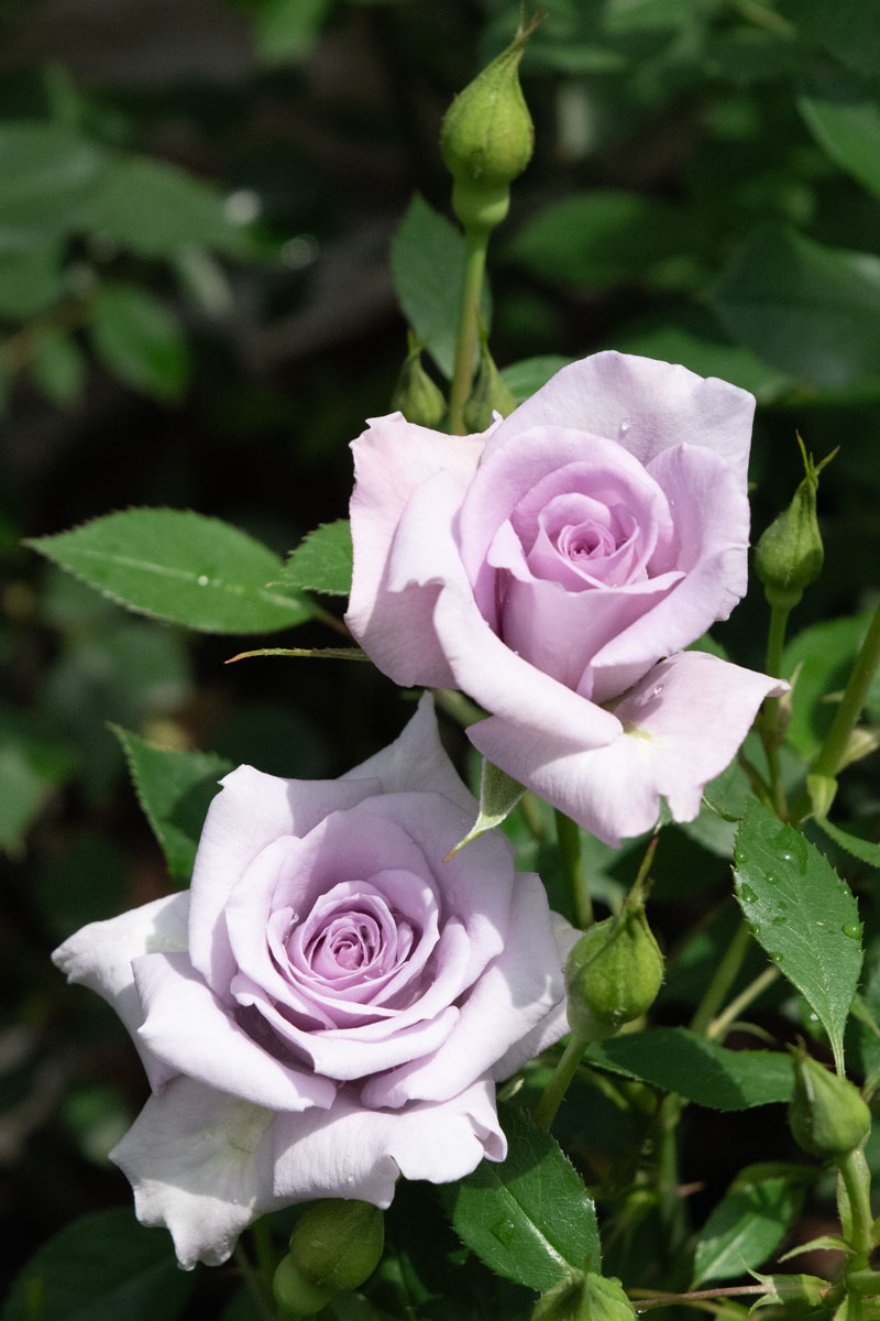 スタンダード仕立てバラ新苗（ブルー花、四季咲)