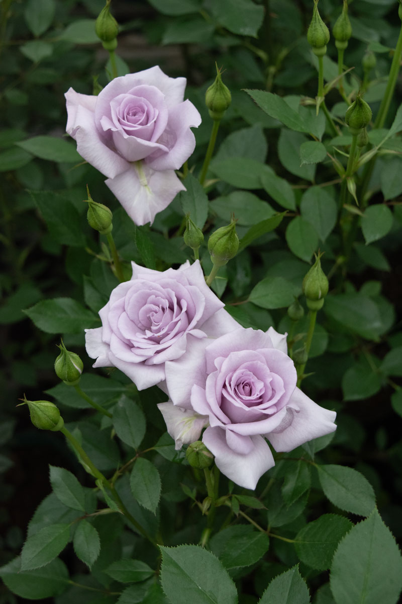 確認用　イチジク　ブルーベリー　バラ ラブリー ブルー｜バラ苗の通販の篠宮バラ園