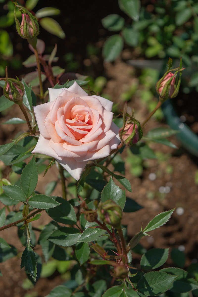 ケニア切花薔薇大き苗 ケニア切花薔薇大き苗 （バラ切り花品種の挿し木2023冬｜園芸