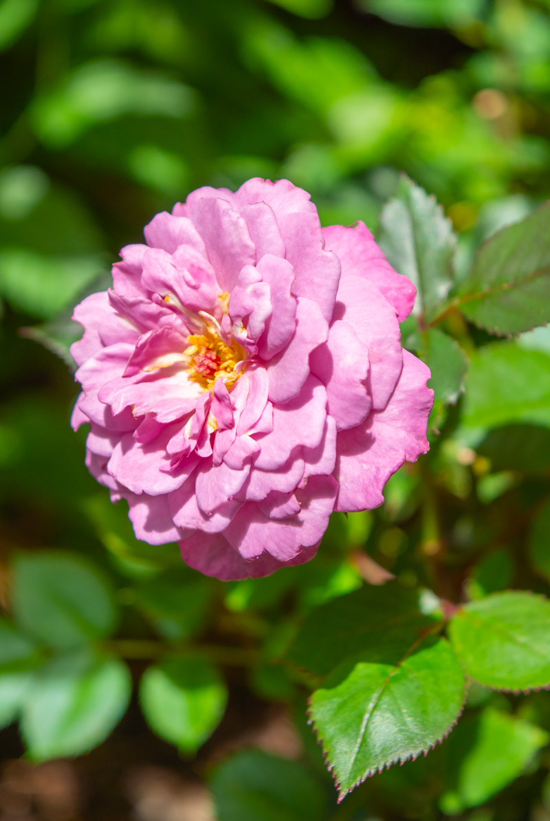 ヴァイオレット ドリー｜バラ苗の通販の篠宮バラ園