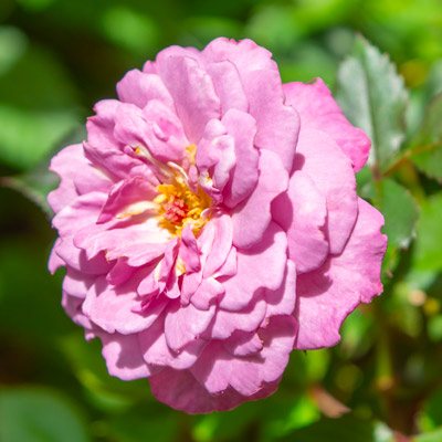 えみです♪ホワイトメイディランド♪赤ちゃん薔薇苗です(’-’*)♪ 楽天市場】バラ苗【中苗】ホワイトメイディランド 国産苗 6号