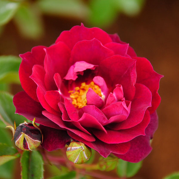 カーディナル ヒューム バラ苗の通販の篠宮バラ園