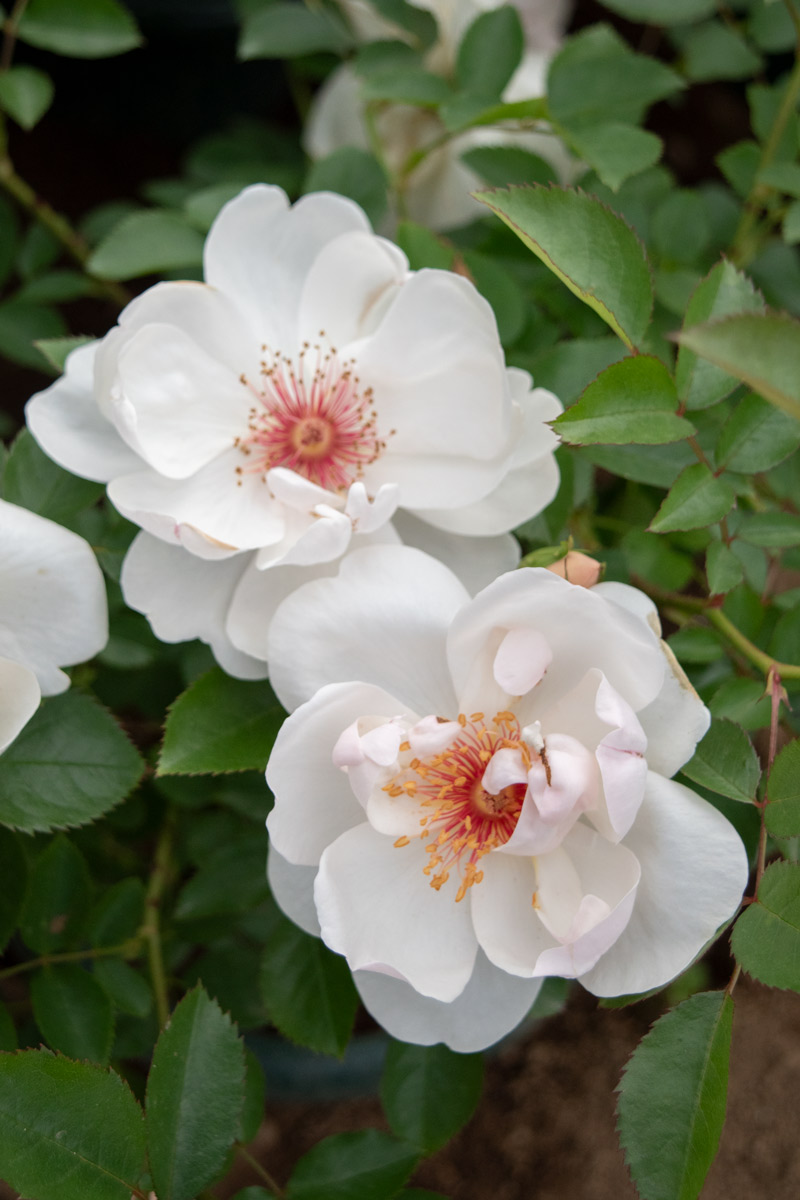 ジャクリーヌ デュ プレ ｜バラ苗の通販の篠宮バラ園