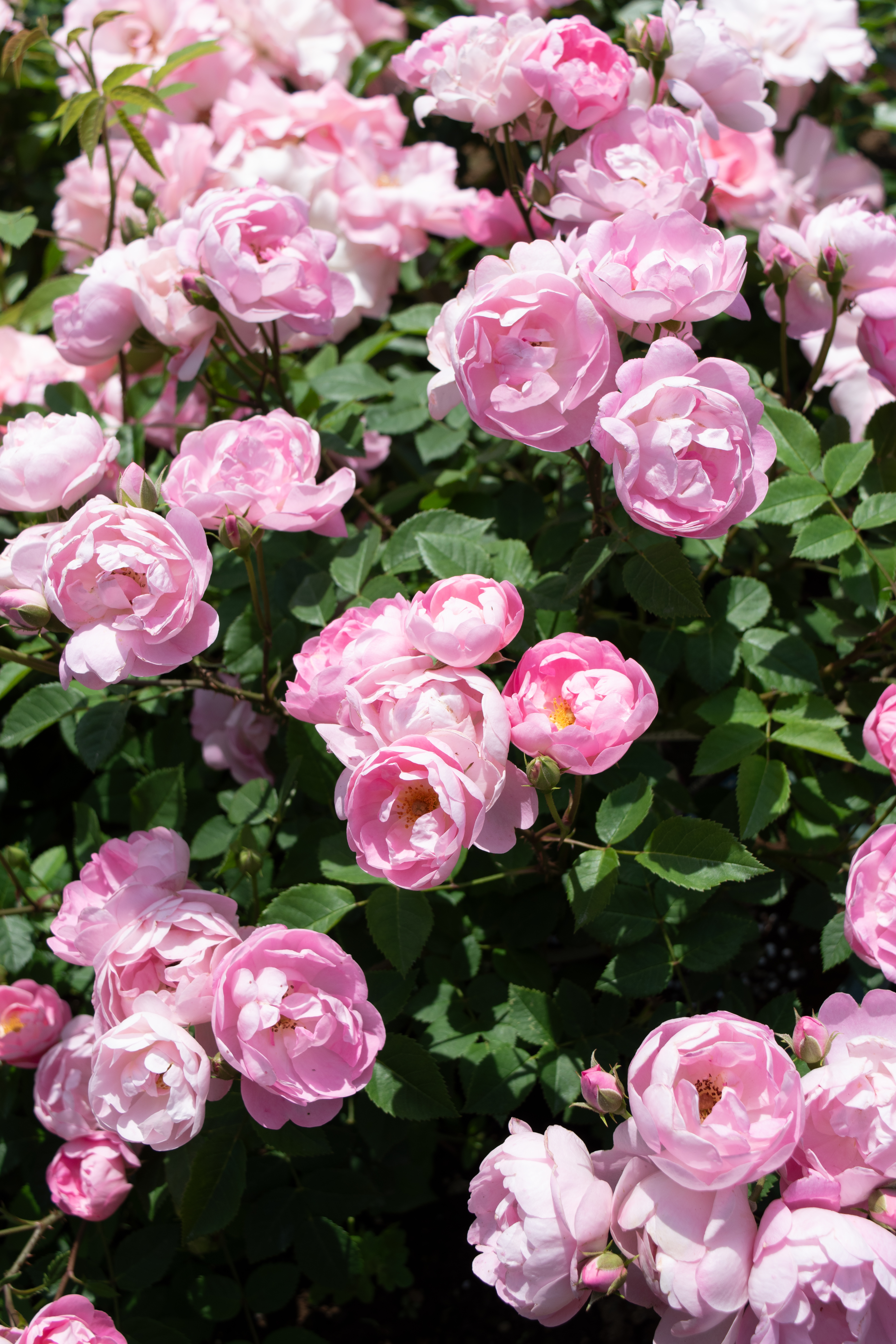 ローブリッター ｜バラ苗の通販の篠宮バラ園