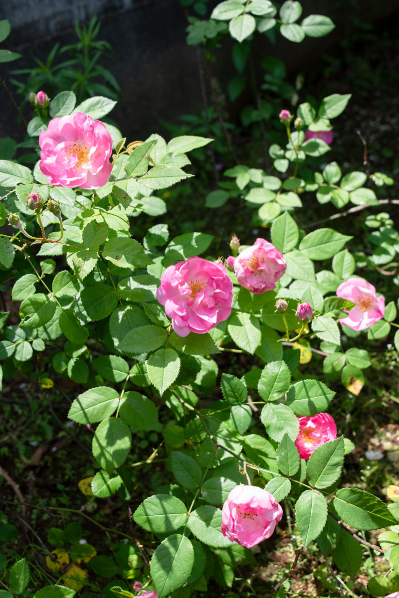 ローブリッター ｜バラ苗の通販の篠宮バラ園