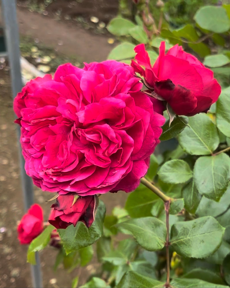 レッド レオナルド ダ ビンチ ｜バラ苗の通販の篠宮バラ園