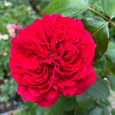 レッド | 篠宮バラ園