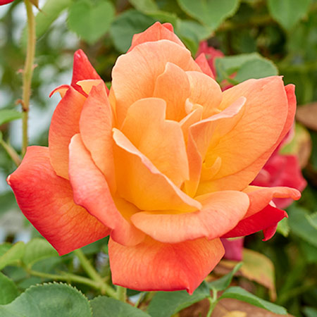 新苗 | 篠宮バラ園