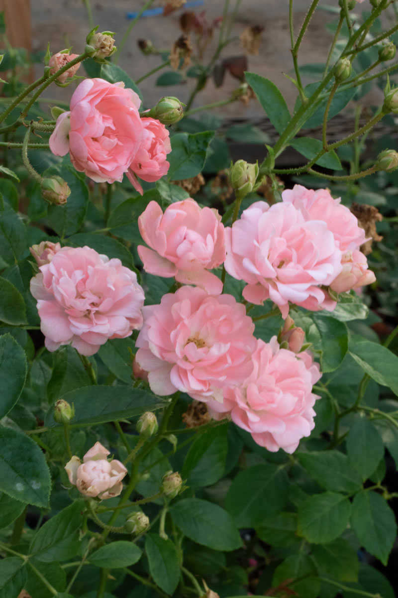 はやママ❀限定品シトリンローズ❀ アイス、紅茶、かき氷にも…使い方は自由 バラの香り豊かなシロップ 町