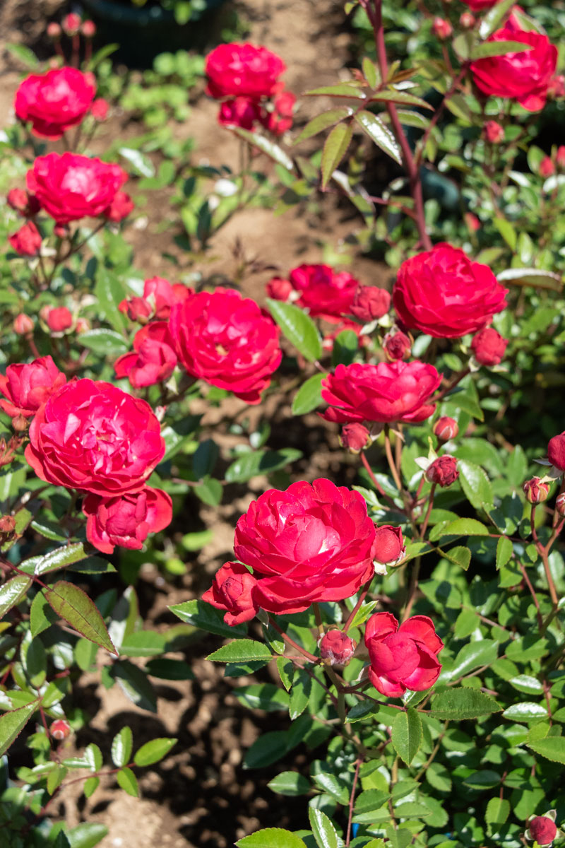 マザーズデイ ｜バラ苗の通販の篠宮バラ園