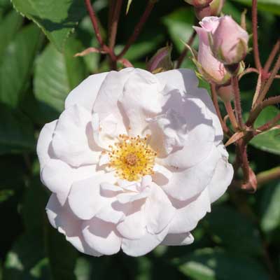 【新苗4号ポット】マリー パヴィエ（自家栽培の健康台木使用）