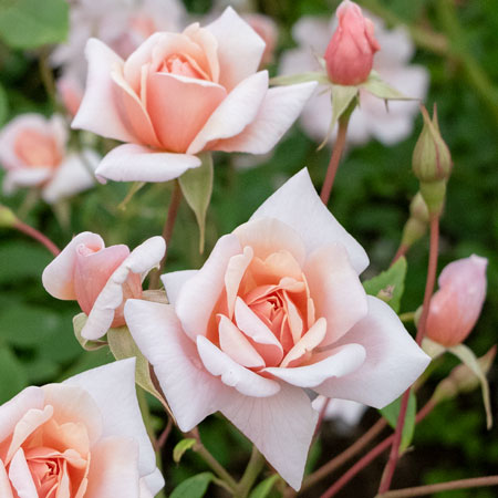 Joechanです♪3点セット！キャラミア　パスカリ　シラレー　バラ苗 ドリス リカー ｜バラ苗の通販の篠宮バラ園