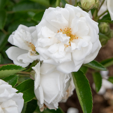 自立と誘引どちらでも育てられる | 篠宮バラ園