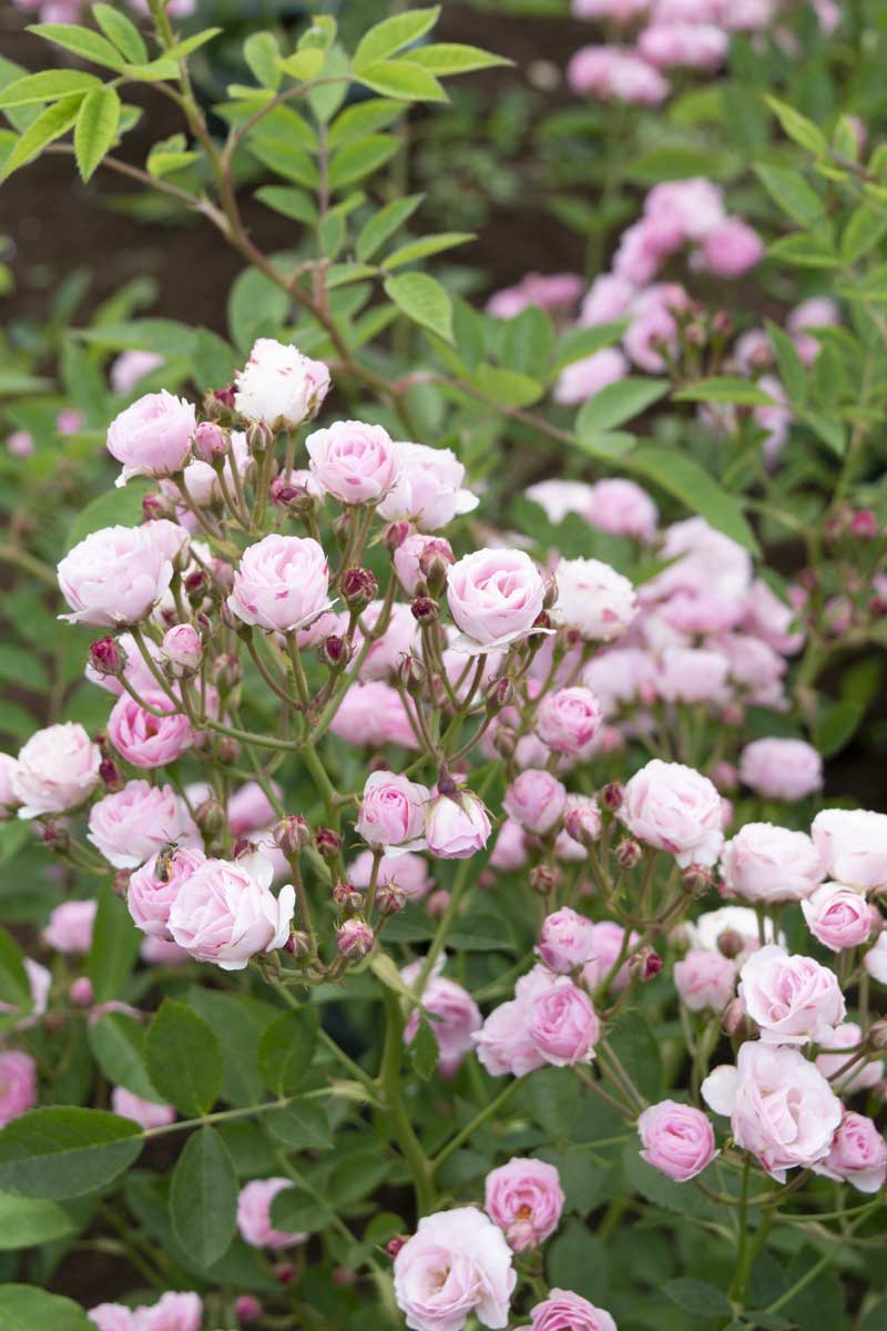 群舞 ｜バラ苗の通販の篠宮バラ園