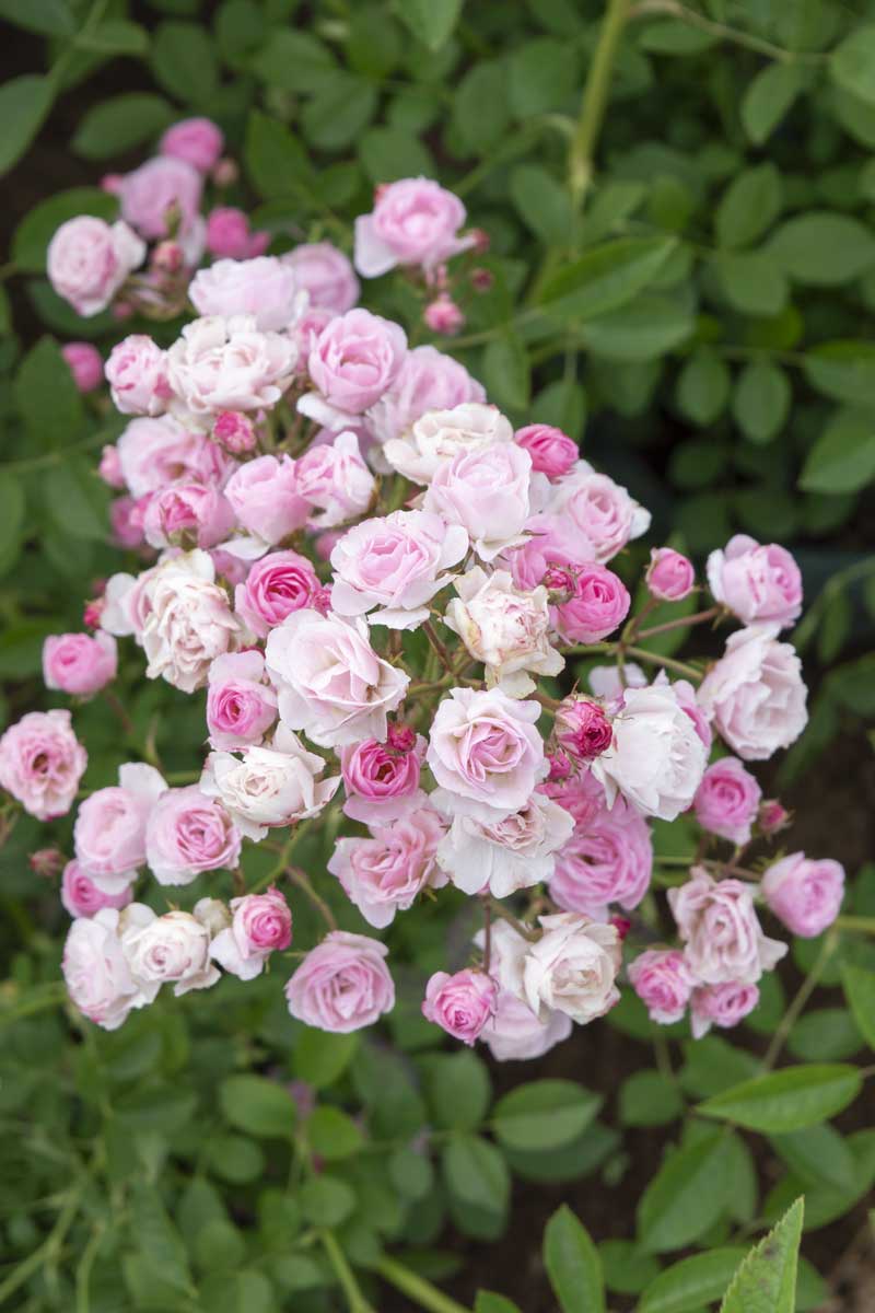群舞 ｜バラ苗の通販の篠宮バラ園