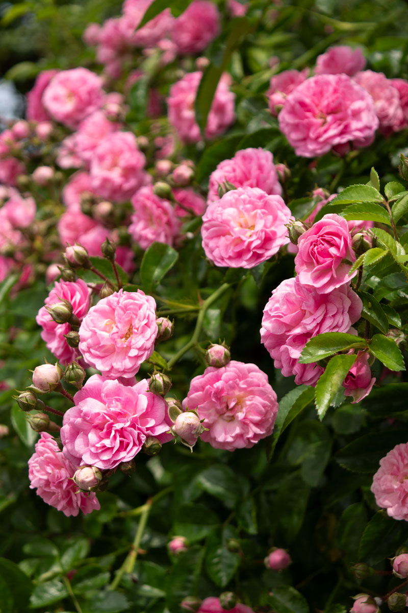 ドロシー パーキンス ｜バラ苗の通販の篠宮バラ園