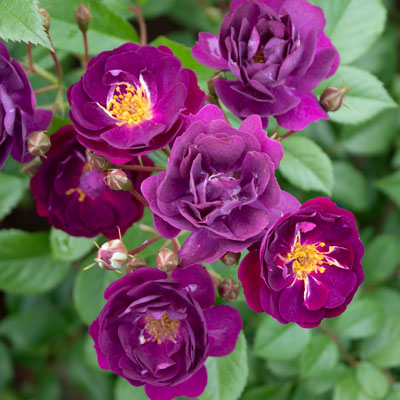 ラウハラ\"限定生葉” 近日発売！リバンク99F 2025年新色＆ラトルバージョン登場