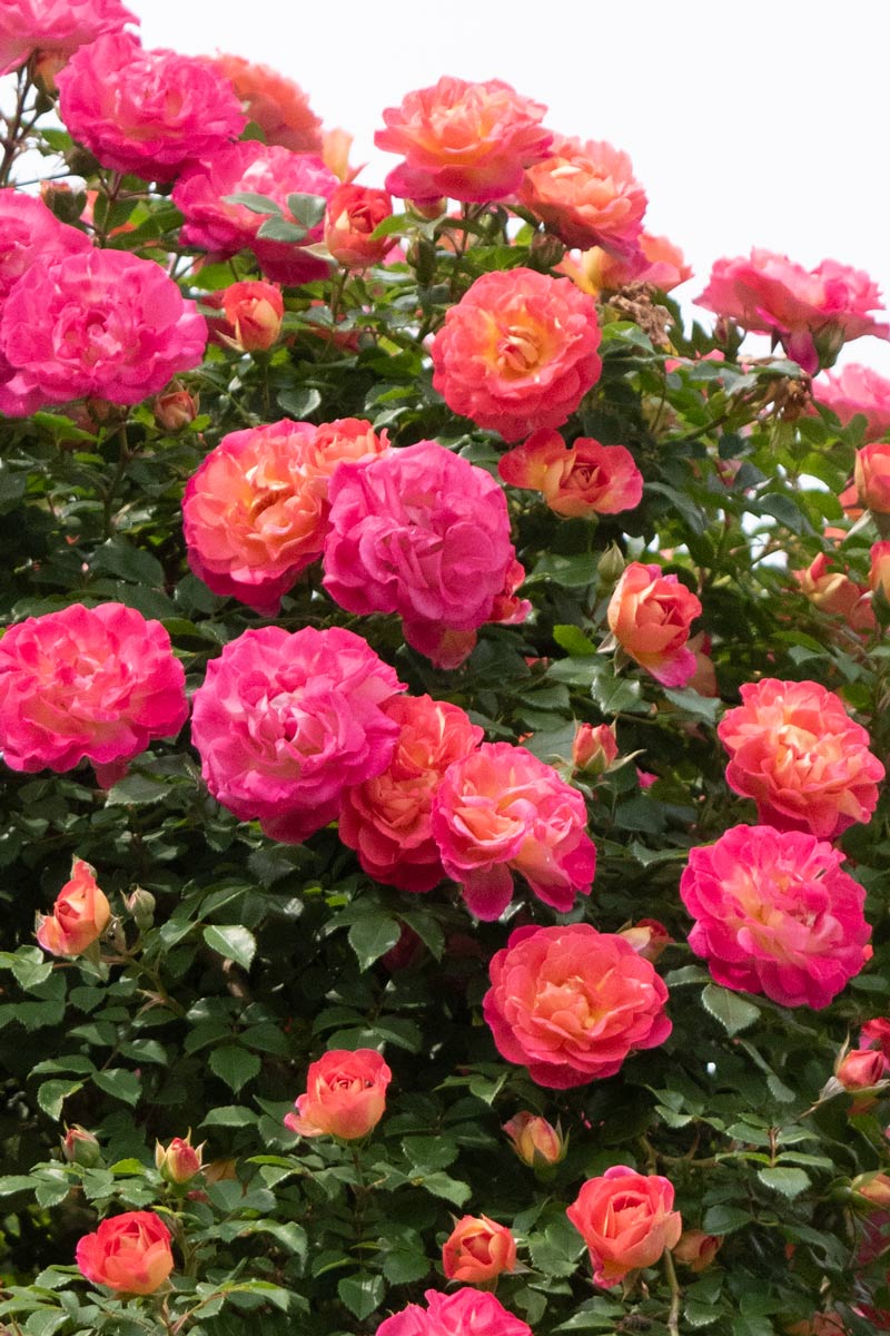 春風 ｜バラ苗の通販の篠宮バラ園