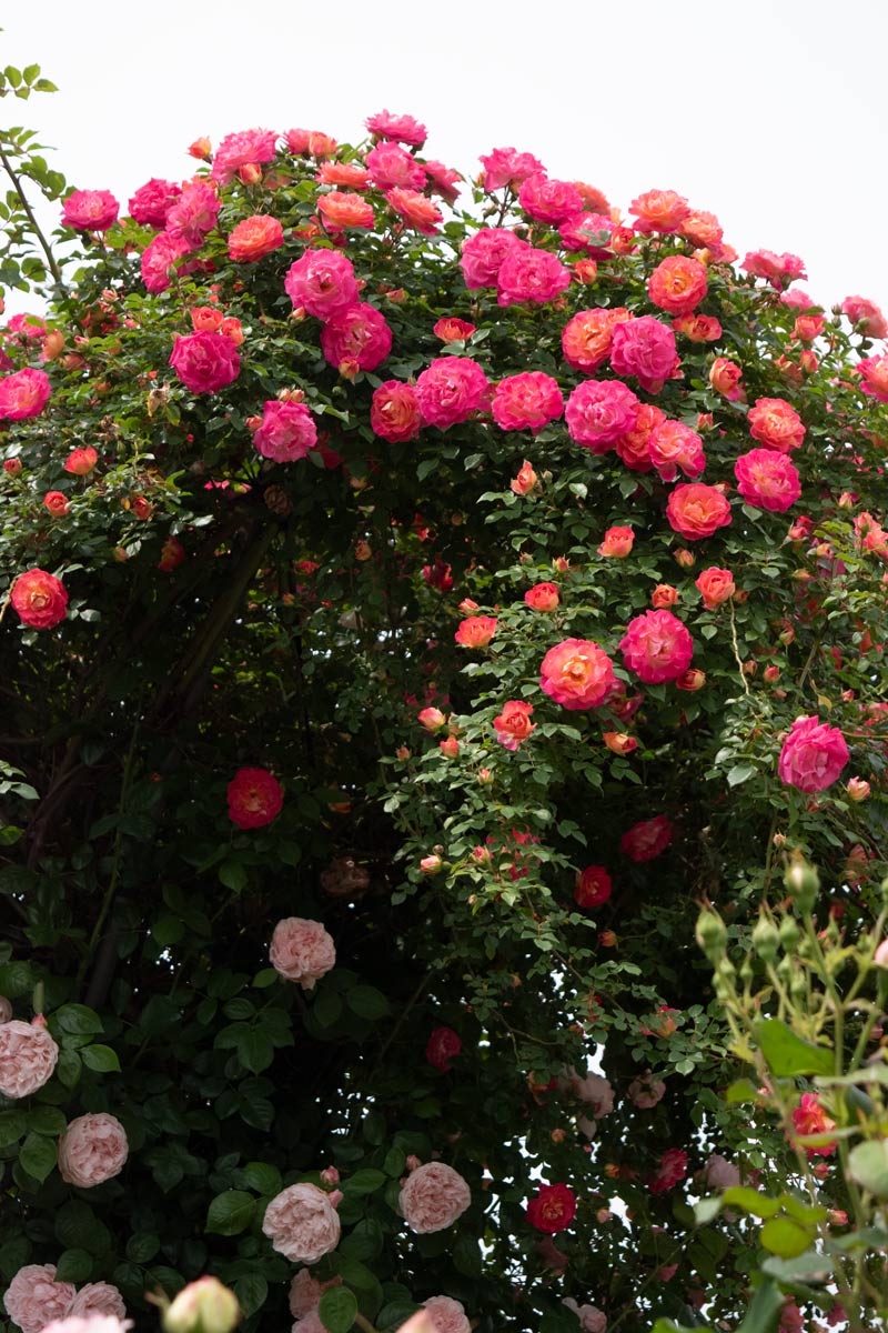 春風 ｜バラ苗の通販の篠宮バラ園