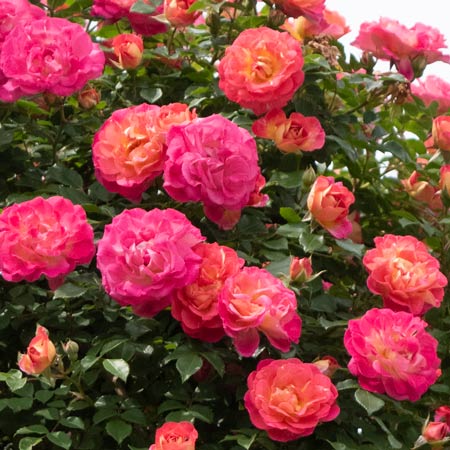 春風 ｜バラ苗の通販の篠宮バラ園