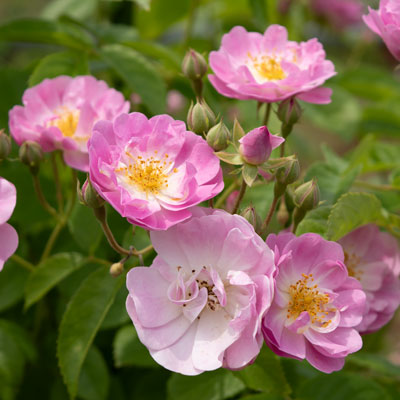 Pinder Brothers】 ローズのジャグ 薔薇のレリーフ ザ・レディ