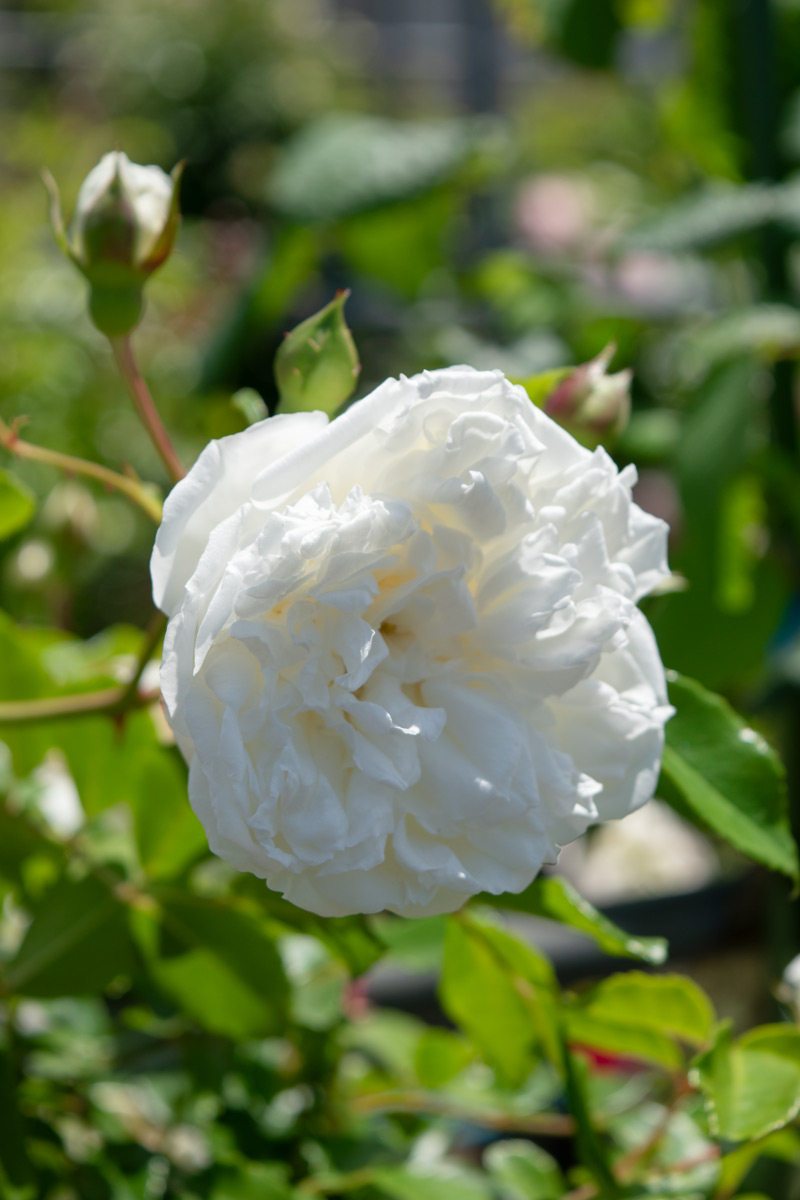 アルベリック バルビエ｜バラ苗の通販の篠宮バラ園