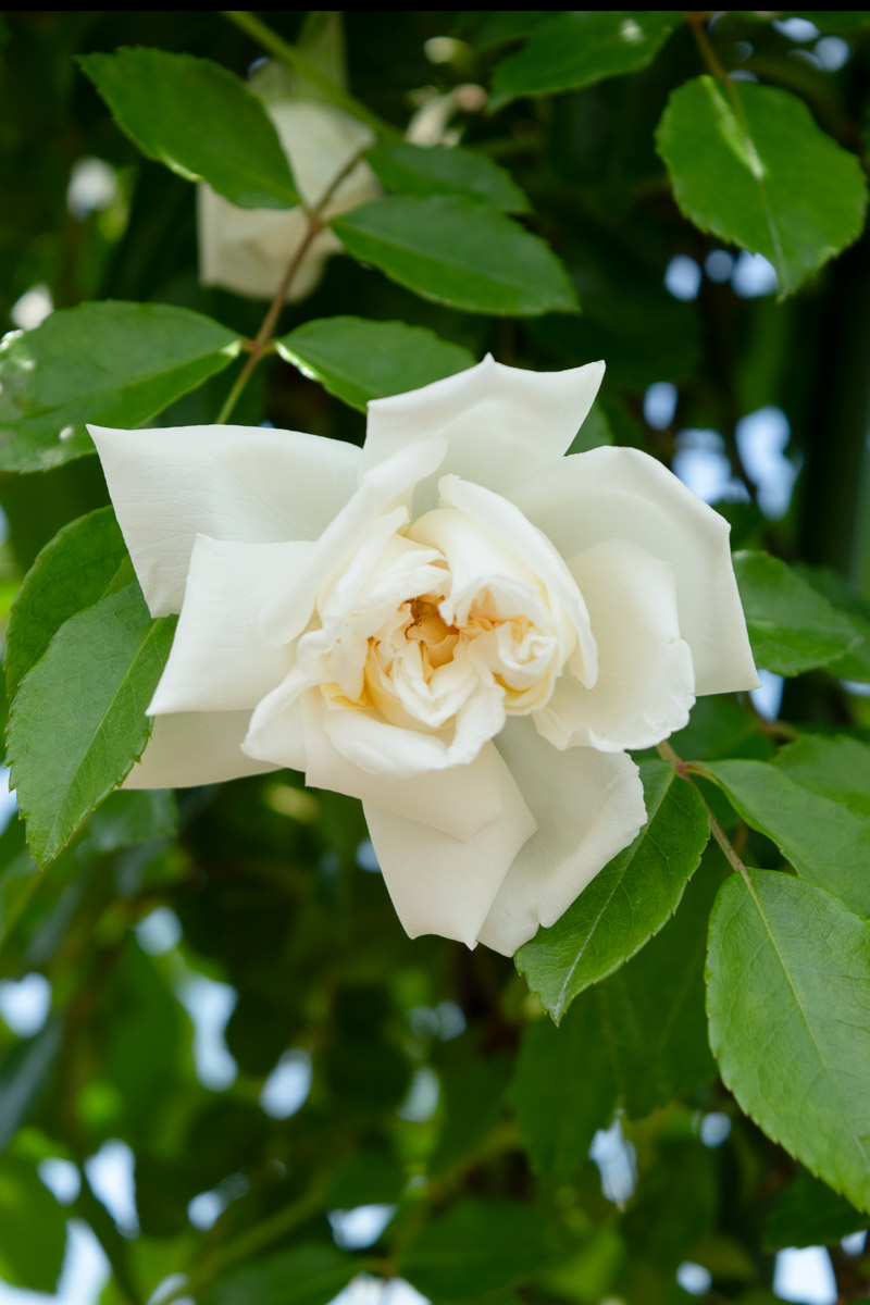 アルベリック バルビエ｜バラ苗の通販の篠宮バラ園