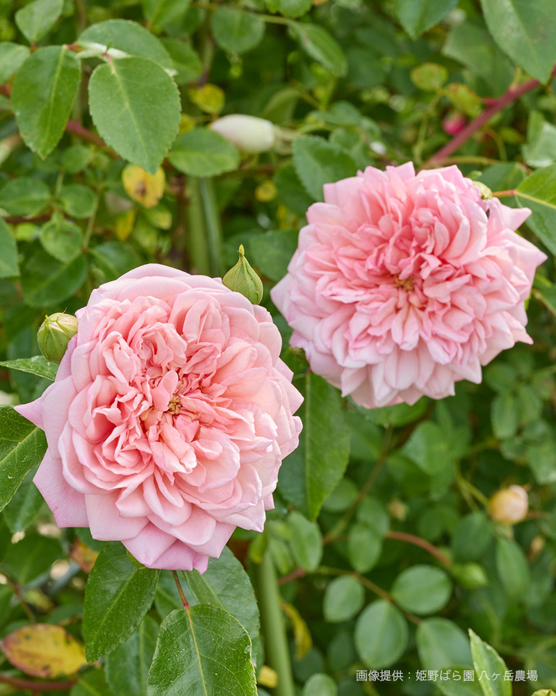 Noelさま専用 バラ苗木 Noelさま専用 バラ苗3品 ローズ・ドゥ