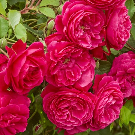 濃いピンク | 篠宮バラ園