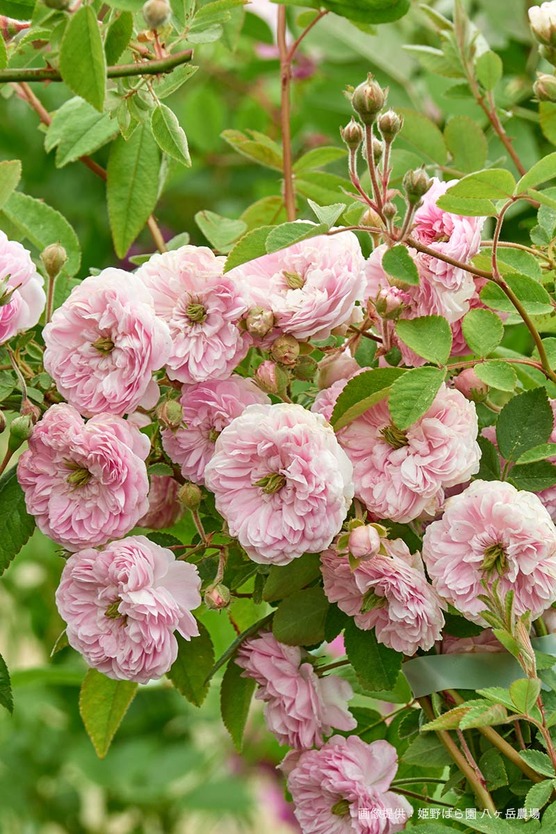 ローラ ダボー｜バラ苗の通販の篠宮バラ園