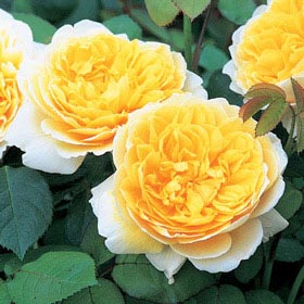 イングリッシュローズ(英) | バラ苗の通販の篠宮バラ園