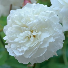 薔薇　バラ苗　挿木大きめ苗　イングリッシュローズ　入手困難品種　Bessie バラ苗 バラ大苗 イングリッシュローズ エマブリッジウォーター 品種