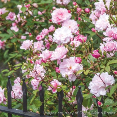 つるバラ系（CL） | バラ苗のネット通販の篠宮バラ園