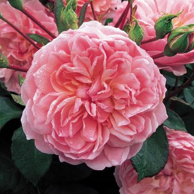 新商品・追加入荷 | バラ苗の通販の篠宮バラ園