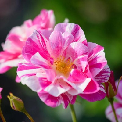 イングリッシュローズ イングリッシュローズ(英) | バラ苗の通販の篠宮バラ園