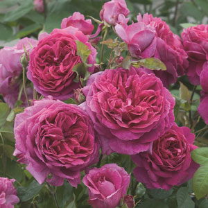 薔薇苗 廃盤イングリッシュローズ バラ苗 廃盤イングリッシュローズ大苗 ダヴ Herb&Rose バラ苗販売 商品詳細