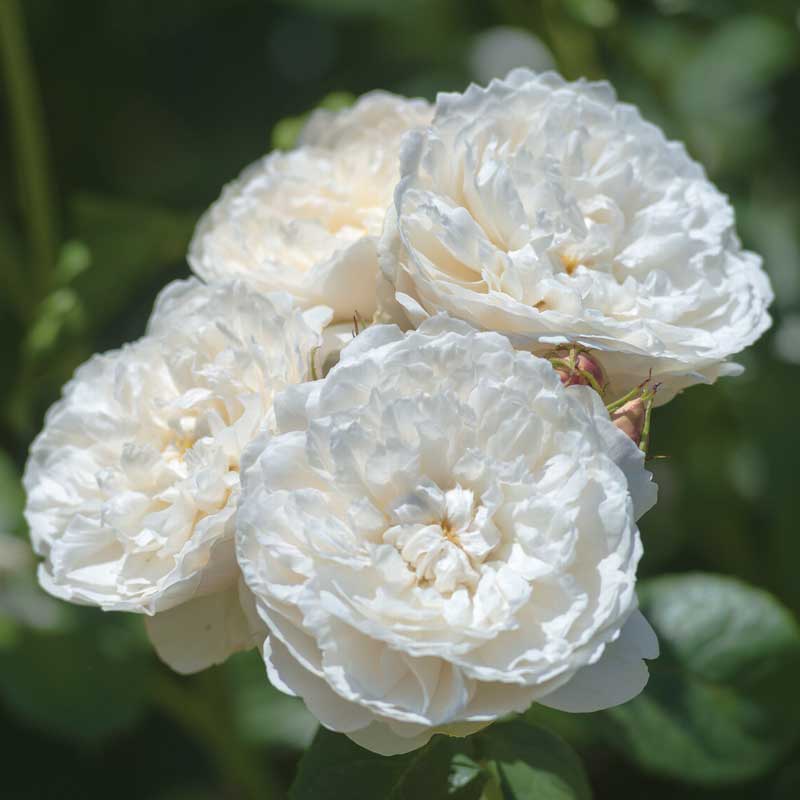 【7号鉢2年生苗】ウィリアム アンド キャサリン