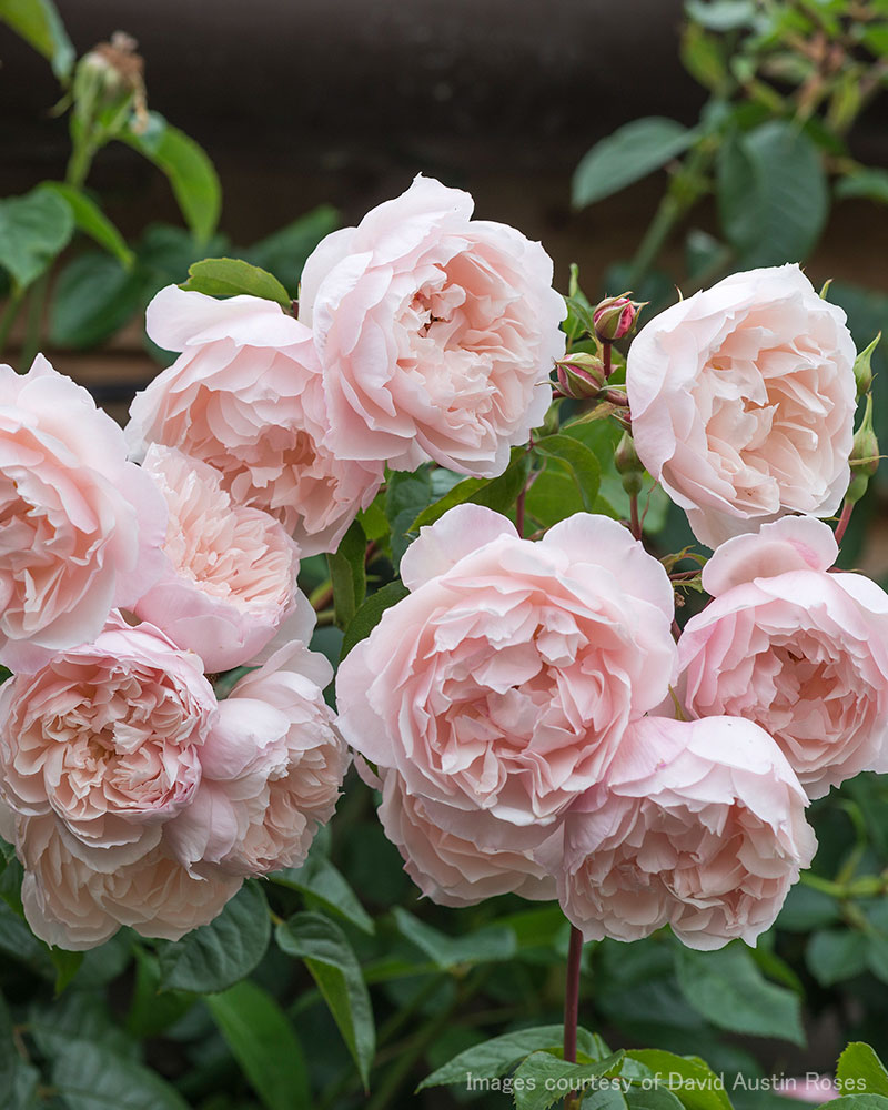 サエナクラエナ作 【バラ】 ザ ジェネラス ガーデナー｜バラ苗の通販の篠宮バラ園