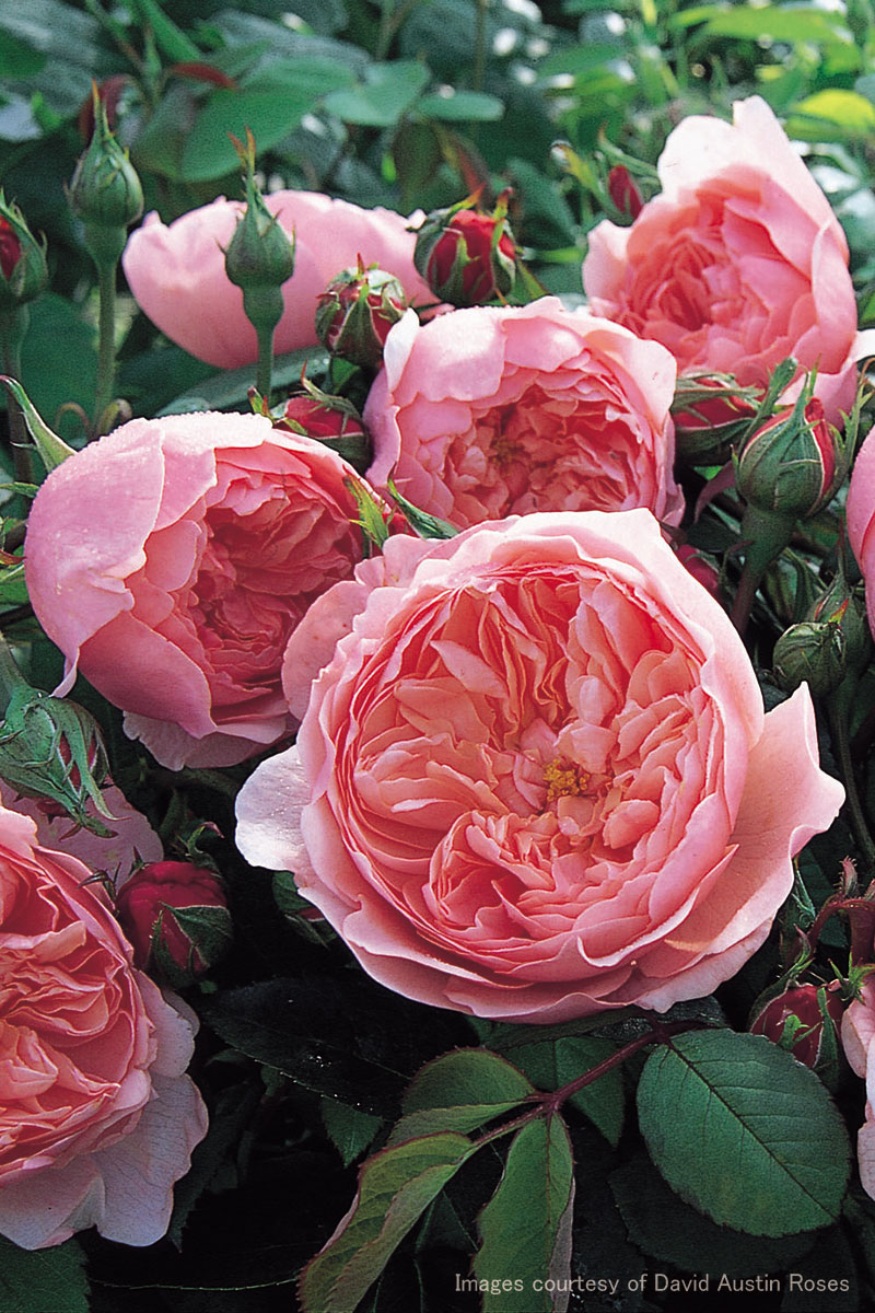 ローズ様 凸自動車暖房ミラー ガラス オペル のため/ヴァウソール のため