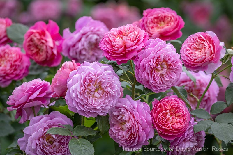 エマ ブリッジウォーター｜バラ苗の通販の篠宮バラ園