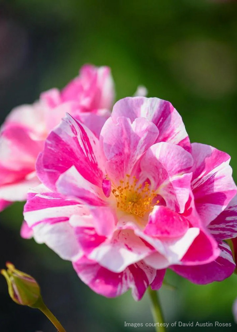 ザ キングズ ローズ｜バラ苗の通販の篠宮バラ園