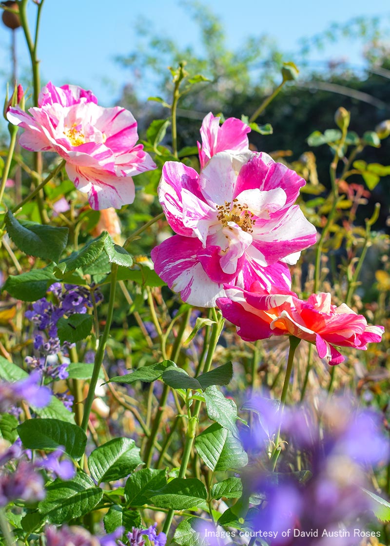 ザ キングズ ローズ｜バラ苗の通販の篠宮バラ園