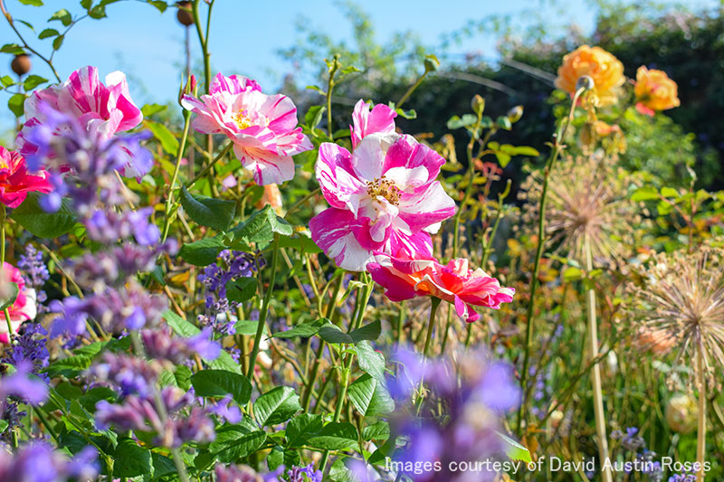 ザ キングズ ローズ｜バラ苗の通販の篠宮バラ園