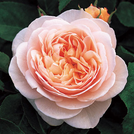 イングリッシュローズ イングリッシュローズ(英) | バラ苗の通販の篠宮バラ園