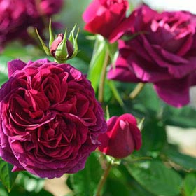 【7号鉢2年生苗】アレゴリー